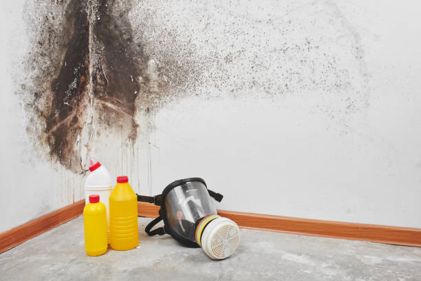 Best Attic Mold Removal  in Chrisman, IL