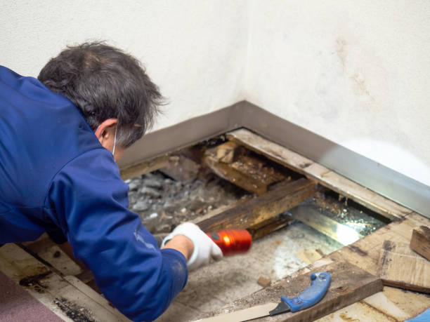 Best Mold Testing  in Chrisman, IL