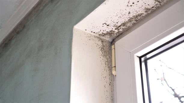 Best Affordable Mold Removal  in Chrisman, IL