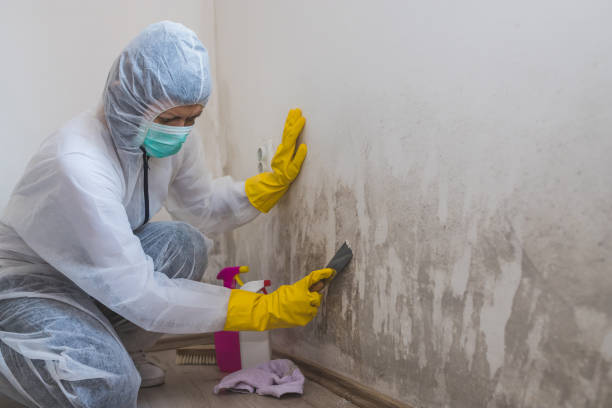  Chrisman, IL Mold Removal Pros