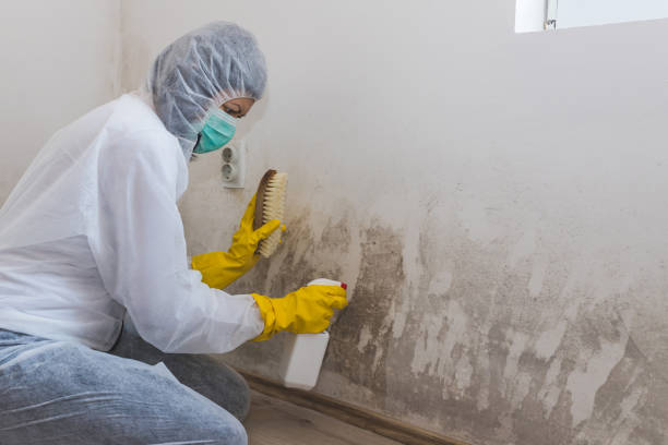 Best Crawl Space Mold Removal  in Chrisman, IL