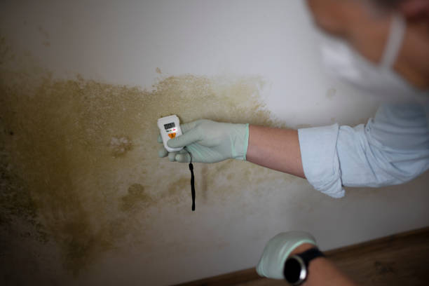Chrisman, IL Mold Removal Company