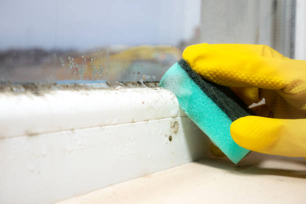 Best Mold Removal Near Me  in Chrisman, IL