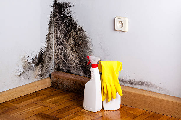 Best Toxic Mold Removal  in Chrisman, IL