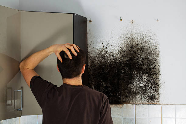 Best Certified Mold Removal  in Chrisman, IL