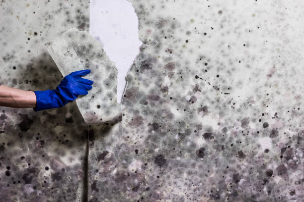 Best Best Mold Removal Companies  in Chrisman, IL