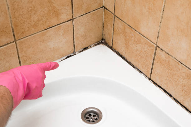 Best Local Mold Removal Service  in Chrisman, IL
